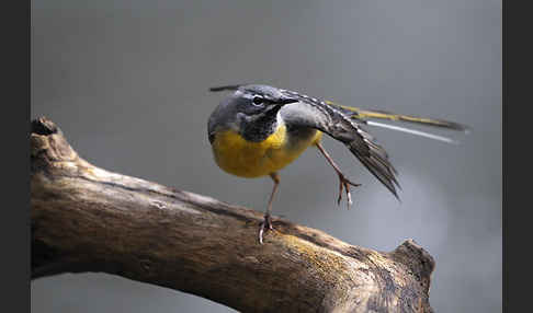 Gebirgsstelze (Motacilla cinerea)