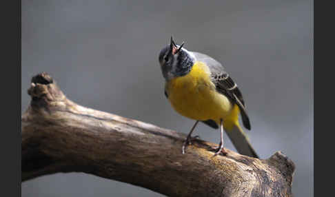 Gebirgsstelze (Motacilla cinerea)