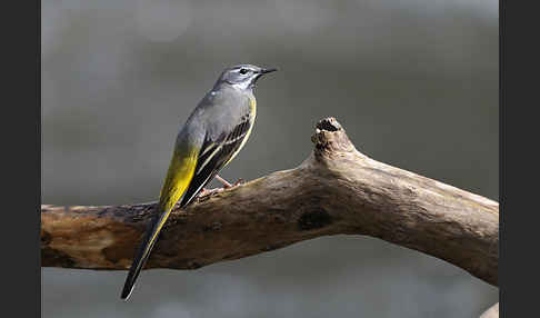 Gebirgsstelze (Motacilla cinerea)