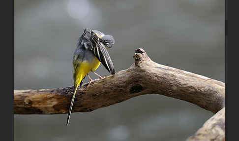 Gebirgsstelze (Motacilla cinerea)