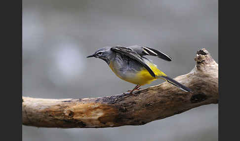 Gebirgsstelze (Motacilla cinerea)