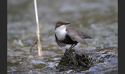 Wasseramsel (Cinclus cinclus)