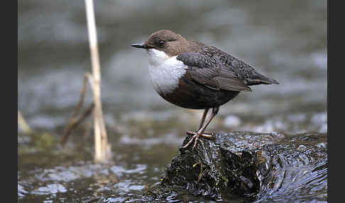 Wasseramsel (Cinclus cinclus)