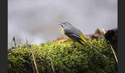 Gebirgsstelze (Motacilla cinerea)