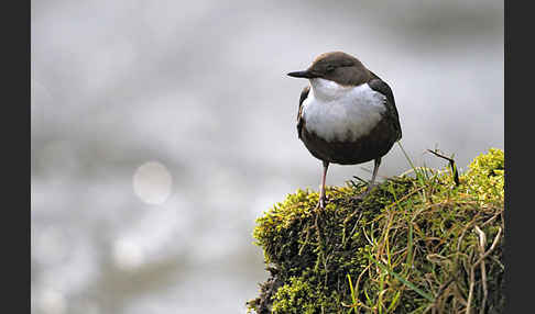 Wasseramsel (Cinclus cinclus)