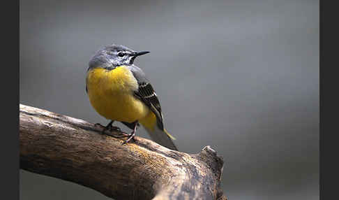 Gebirgsstelze (Motacilla cinerea)