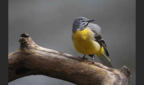 Gebirgsstelze (Motacilla cinerea)