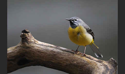 Gebirgsstelze (Motacilla cinerea)