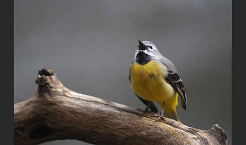 Gebirgsstelze (Motacilla cinerea)