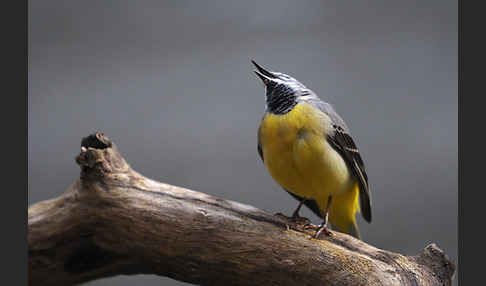 Gebirgsstelze (Motacilla cinerea)