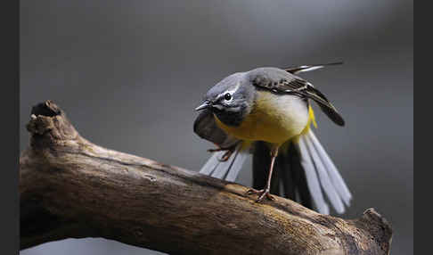 Gebirgsstelze (Motacilla cinerea)