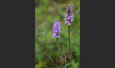 Fuchs Knabenkraut (Dactylorhiza fuchsii)