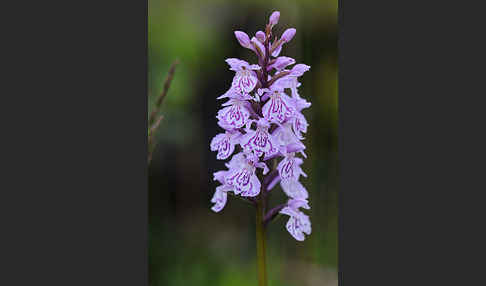 Fuchs Knabenkraut (Dactylorhiza fuchsii)