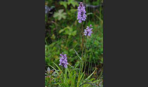 Fuchs Knabenkraut (Dactylorhiza fuchsii)