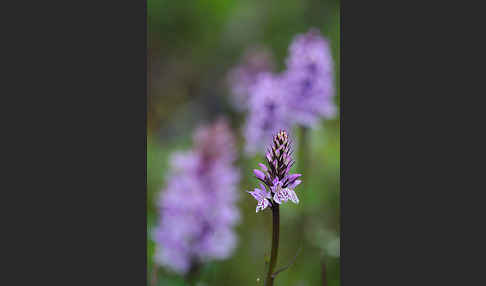 Fuchs Knabenkraut (Dactylorhiza fuchsii)