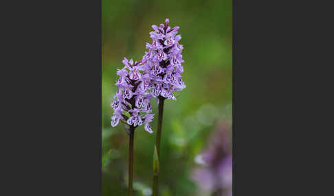 Fuchs Knabenkraut (Dactylorhiza fuchsii)