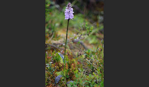 Fuchs Knabenkraut (Dactylorhiza fuchsii)