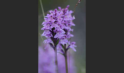 Fuchs Knabenkraut (Dactylorhiza fuchsii)