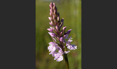 Fuchs Knabenkraut (Dactylorhiza fuchsii)