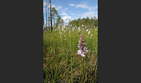 Fuchs Knabenkraut (Dactylorhiza fuchsii)