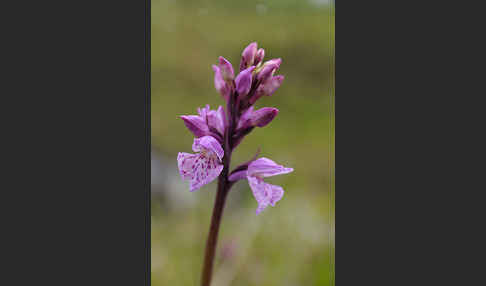 Fuchs Knabenkraut (Dactylorhiza fuchsii)