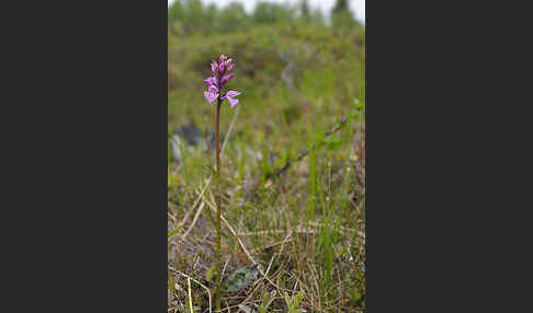 Fuchs Knabenkraut (Dactylorhiza fuchsii)