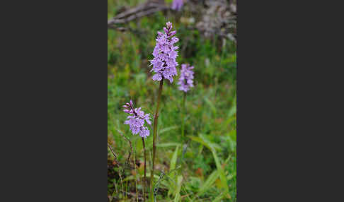 Fuchs Knabenkraut (Dactylorhiza fuchsii)