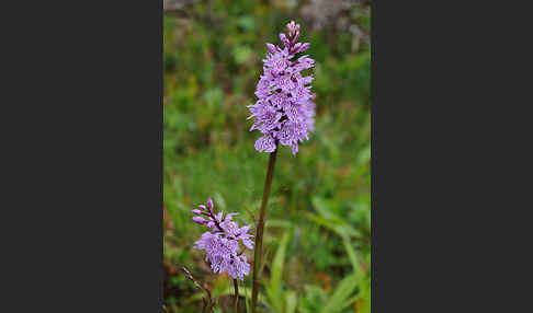 Fuchs Knabenkraut (Dactylorhiza fuchsii)