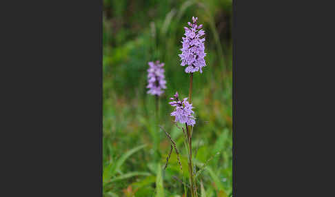 Fuchs Knabenkraut (Dactylorhiza fuchsii)