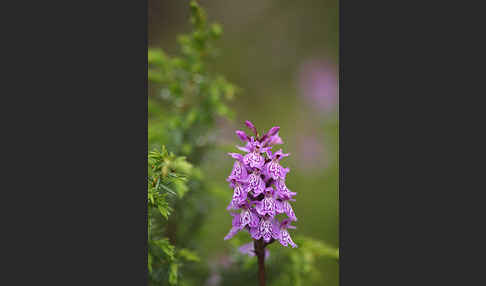 Fuchs Knabenkraut (Dactylorhiza fuchsii)