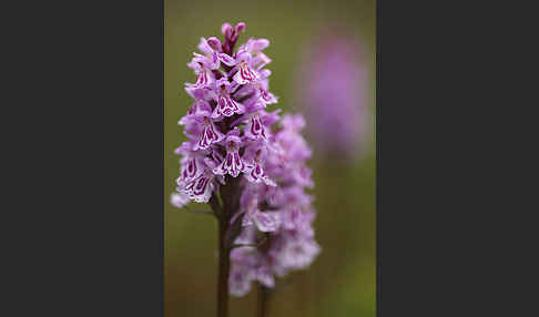 Fuchs Knabenkraut (Dactylorhiza fuchsii)