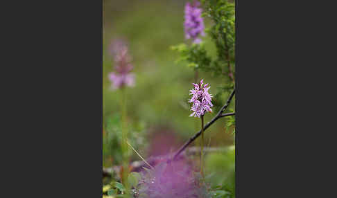 Fuchs Knabenkraut (Dactylorhiza fuchsii)