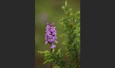 Fuchs Knabenkraut (Dactylorhiza fuchsii)