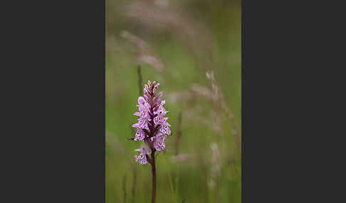 Fuchs Knabenkraut (Dactylorhiza fuchsii)