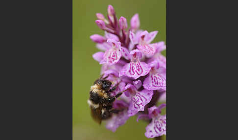 Fuchs Knabenkraut (Dactylorhiza fuchsii)