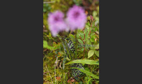 Fuchs Knabenkraut (Dactylorhiza fuchsii)