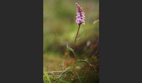 Fuchs Knabenkraut (Dactylorhiza fuchsii)