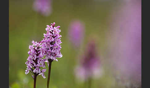 Fuchs Knabenkraut (Dactylorhiza fuchsii)