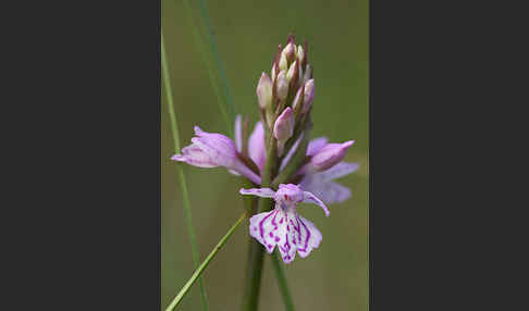 Fuchs Knabenkraut (Dactylorhiza fuchsii)