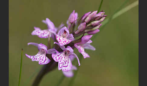 Fuchs Knabenkraut (Dactylorhiza fuchsii)