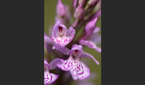 Fuchs Knabenkraut (Dactylorhiza fuchsii)