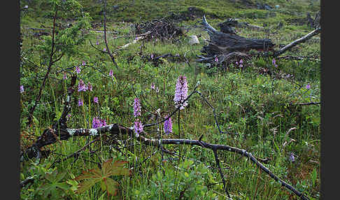 Fuchs Knabenkraut (Dactylorhiza fuchsii)