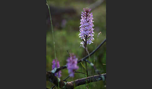Fuchs Knabenkraut (Dactylorhiza fuchsii)