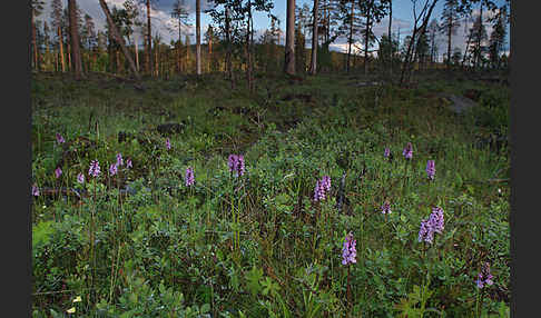 Fuchs Knabenkraut (Dactylorhiza fuchsii)