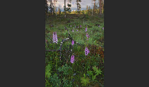 Fuchs Knabenkraut (Dactylorhiza fuchsii)