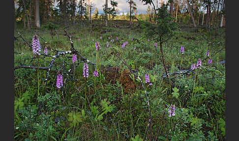 Fuchs Knabenkraut (Dactylorhiza fuchsii)