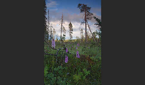 Fuchs Knabenkraut (Dactylorhiza fuchsii)