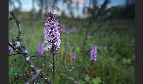 Fuchs Knabenkraut (Dactylorhiza fuchsii)