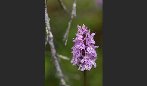 Fuchs Knabenkraut (Dactylorhiza fuchsii)