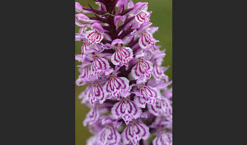 Fuchs Knabenkraut (Dactylorhiza fuchsii)